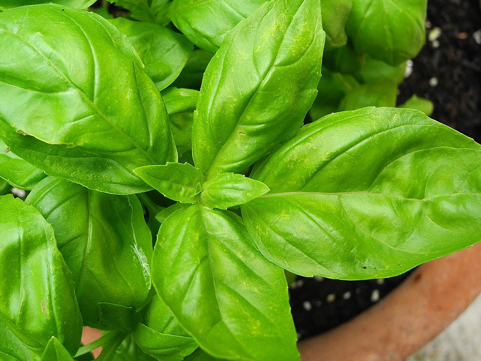 How to Grow and Harvest Basil Keeping Kitchen Herbs Fresh Utopia