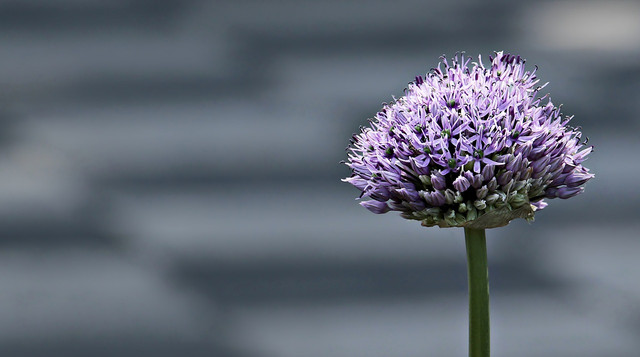 The scent of alliums is a powerful insect deterrent.
