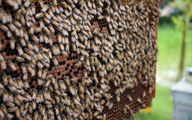 Bees Superorganism