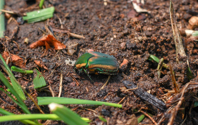 Manual removal is particularly effective for getting rid of smaller infestations of June bugs.