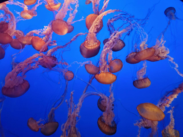 Can you eat jellyfish? Only if you take the necessary health and safety precautions.