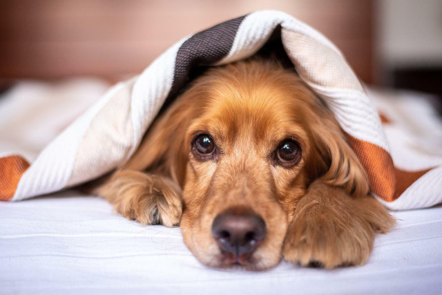 Letting your dog sleep with you could bring many benefits.