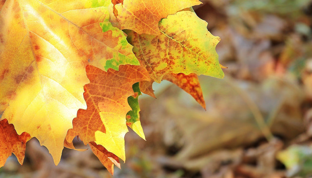 Leaves make lovely Eid decorations.