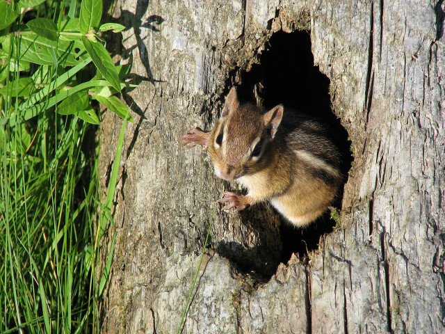 Wood piles are an ideal home for rodents, so to get rid of chipmunks, get rid of those piles. 