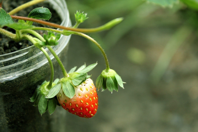 You can plant several strawberry plants in the same pot.
