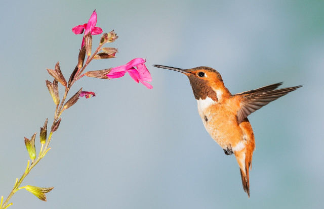 Where do hummingbirds go in winter? They prefer areas with lots of flower coverage.