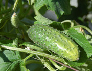 cucumber companion plants