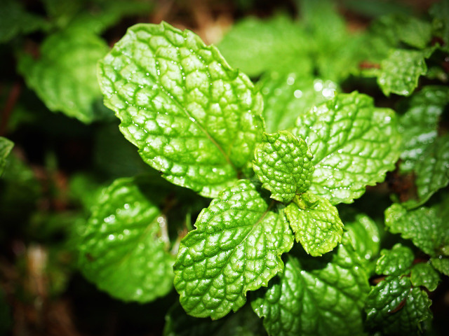The menthol contained in mint causes the feeling of coldness in your mouth.