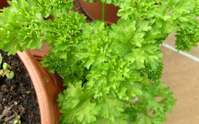 parsley in herb garden