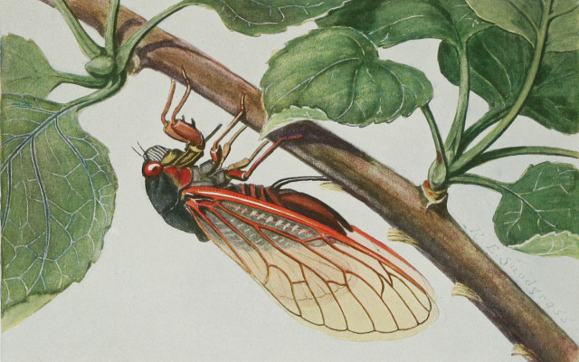 cicadas rose pests