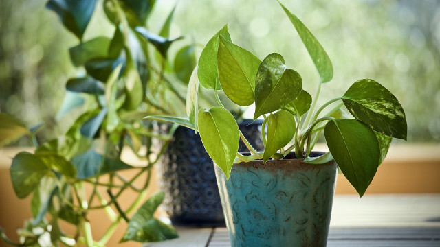 repotting pothos