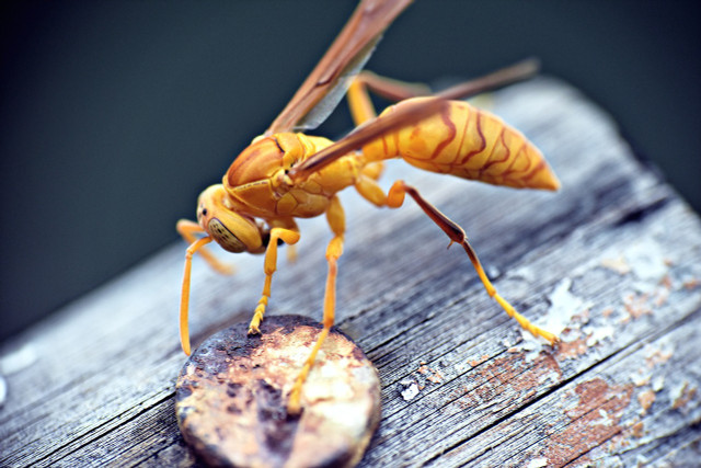 Paper wasps (pictured) and yellow jackets are common in the US.