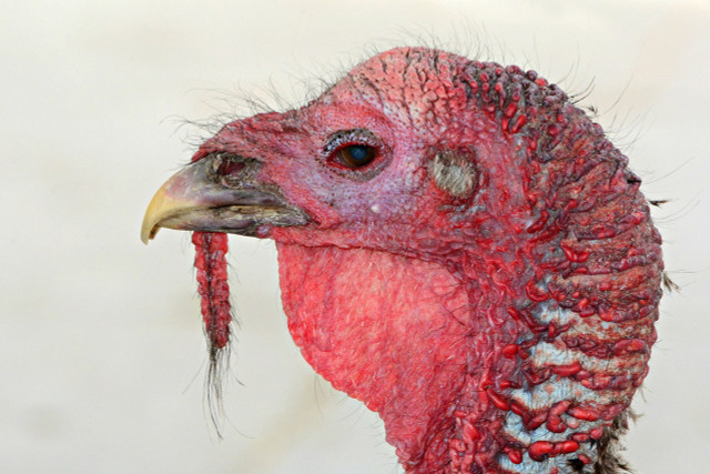 Around 46 million turkeys are consumed in the US during thanksgiving — trying yourself at a vegan version can help lower this number in the future.