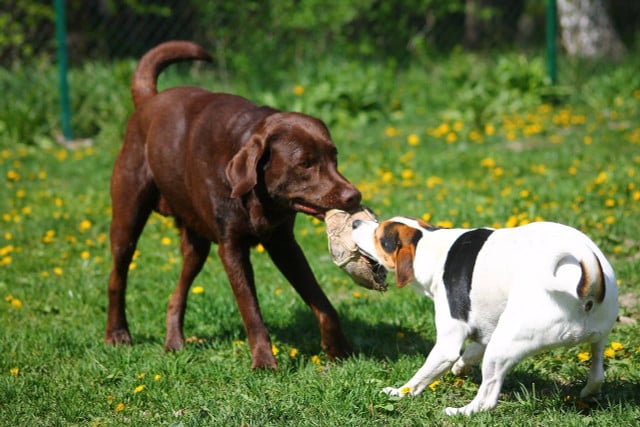 Private dog parks can be a safe haven for dogs to interact in.
