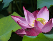 lotus root benefits