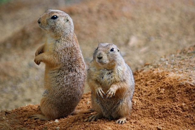 Prairie dogs are named after dogs because of their warning calls — which unexpectedly sound similar to a dog's bark!