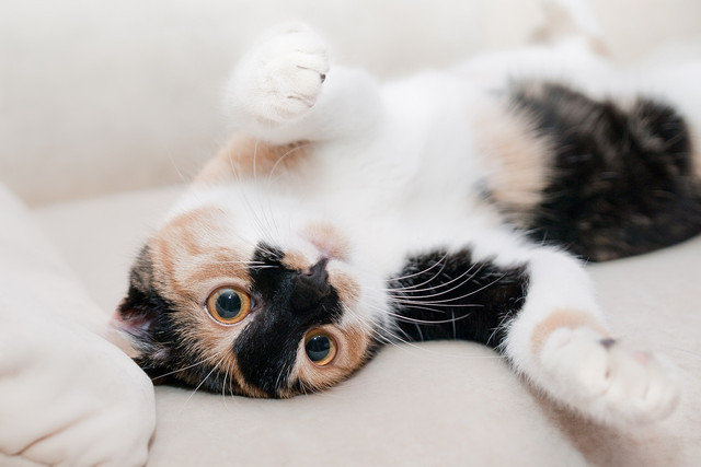 Indoor cats face far less risks than outdoor cats.