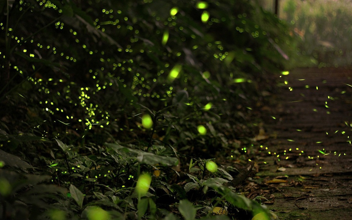 Glow-in-the-Dark Trees — A Realistic Solution for Streetlights? - Utopia