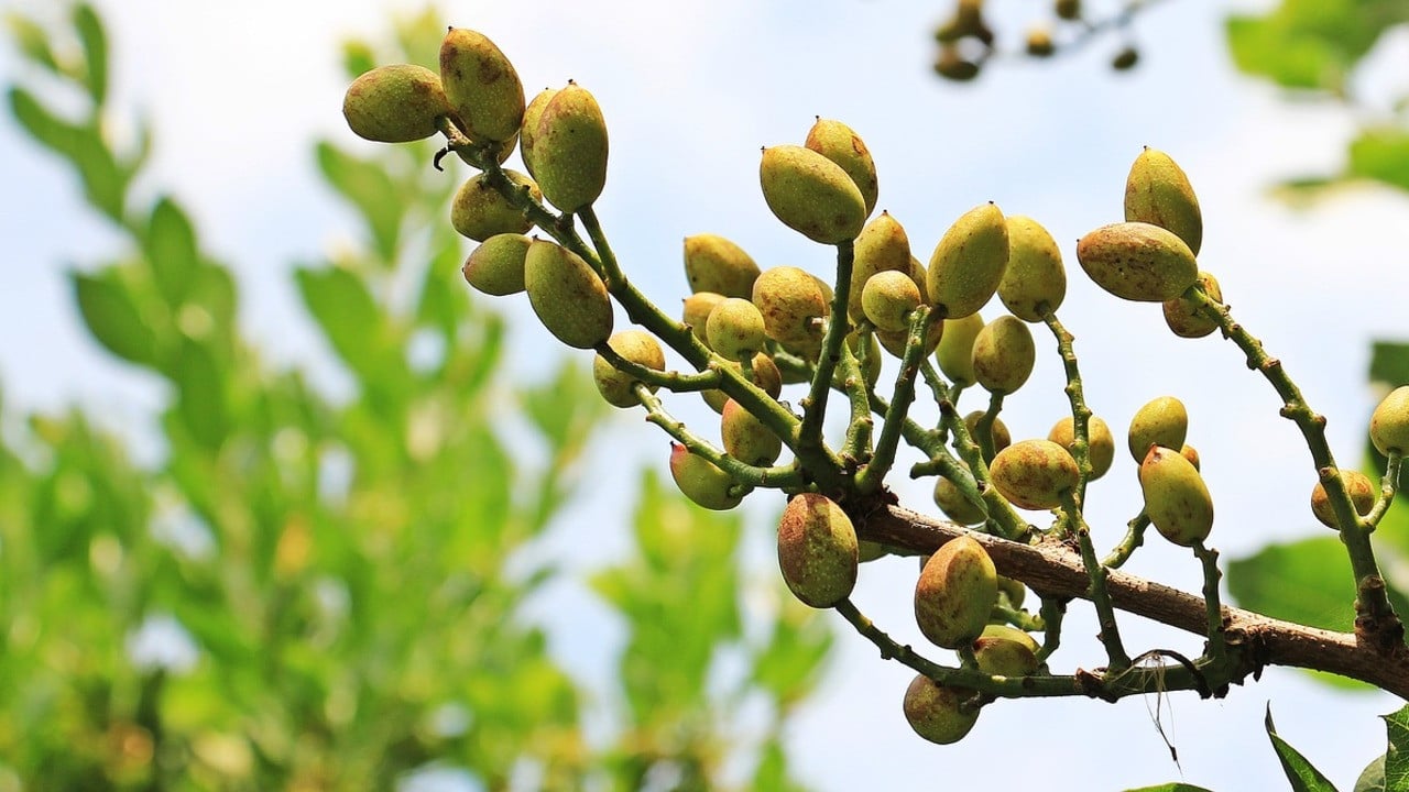 How to Plant and Grow Peanuts