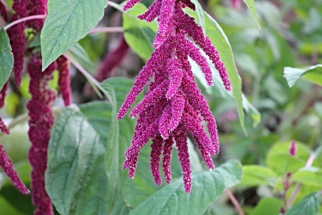 Amaranth has been cultivated for a long time — and is a healthy and eco-friendly addition to your diet.