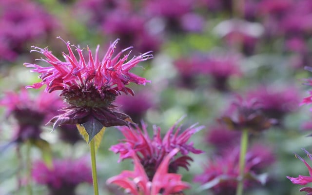 bee balm uses 