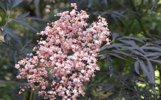flowering shrub for shade 