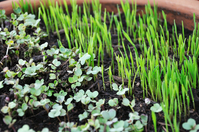 One difference between how to grow microgreens and sprouts, is that microgreens must be planted in soil.