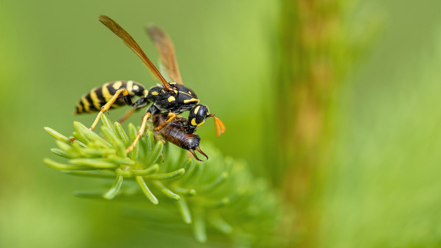 how to keep wasps away