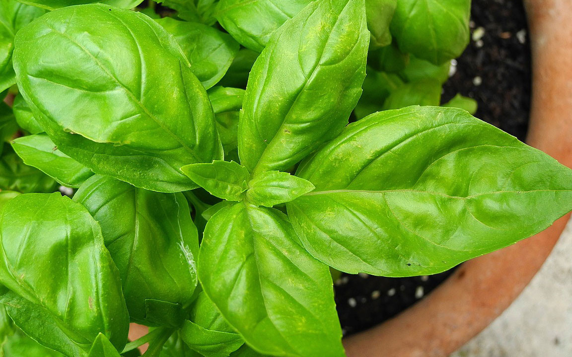 How to Grow and Harvest Basil Keeping Kitchen Herbs Fresh Utopia