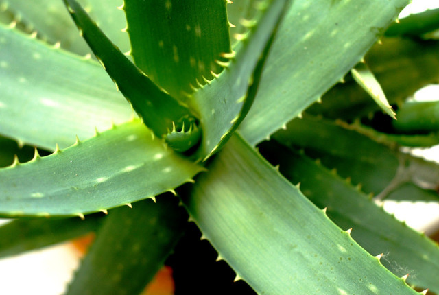 Aloe vera is anti-inflammatory and antibacterial and so works well to reduce swelling and itchiness.
