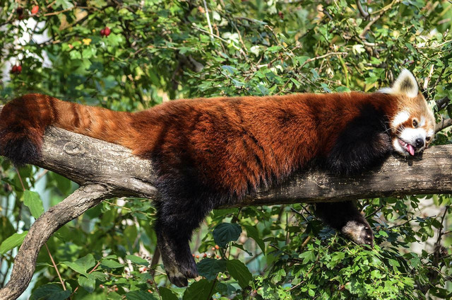 It's easy to fall in love with red pandas when you know they take leisurely naps sprawled among tree branches.