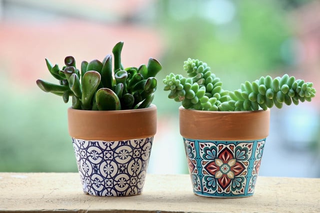 Diatomaceous earth is perfect for succulent plants.