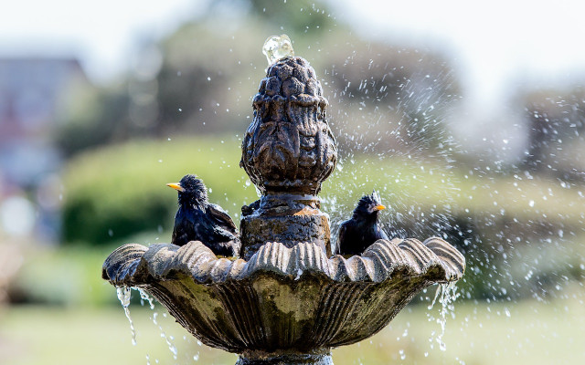 bird bath water for birds 
