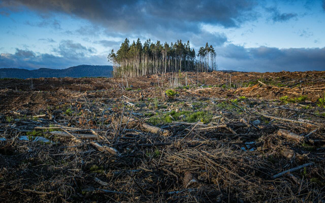 Deforestation can be caused by humans and nature alike. 