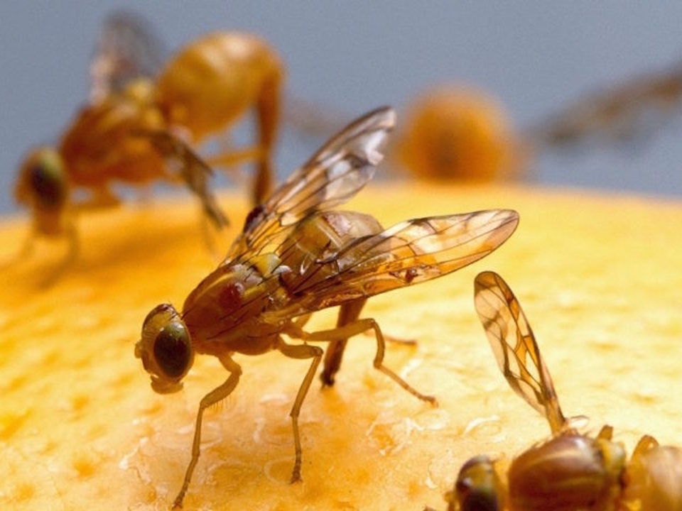 How To Get Rid Of Fruit Flies Before & After They Enter Your Home