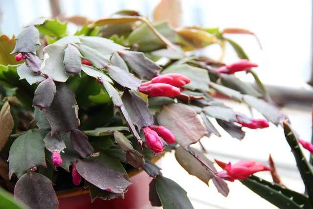 Christmas cactus repotting only needs to happen if the plant shows signs of needing it.