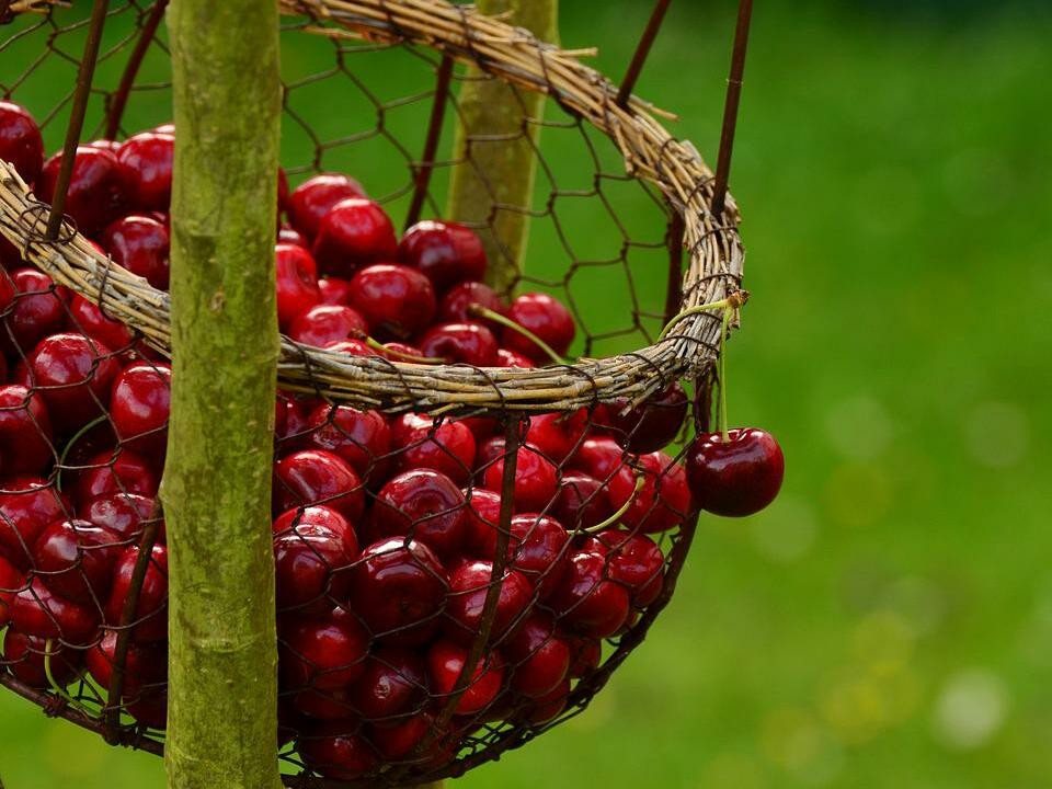 Preserving Plums: 3 Ways to Enjoy Them Year Round - Utopia