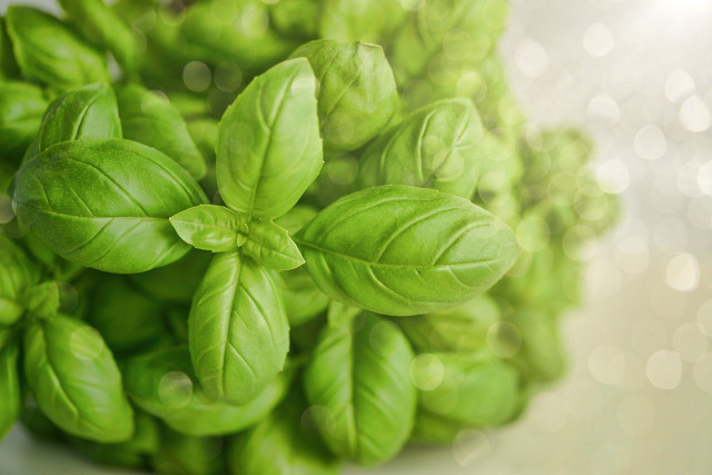 Basil is great at keeping houseflies and mosquitoes away.