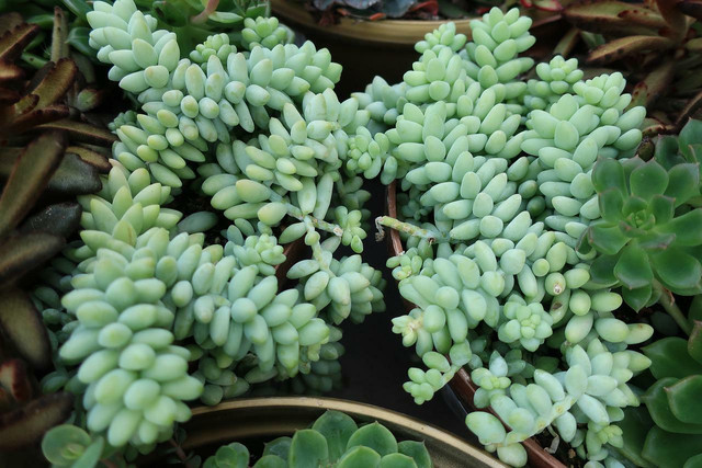 Sedums (stonecrops) come in many varieties.