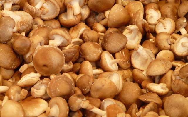 how to grow your own mushrooms