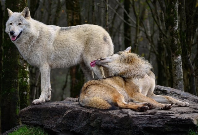 Wolves typically mate for life and live in packs of up to two dozen individuals.