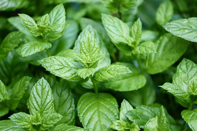 Peppermint oil is an ideal natural spider repellent.