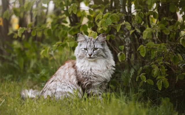 Domestic cats are actually a huge problem when it comes to wildlife conservation. 