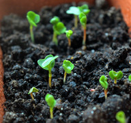 Learning how to grow microgreens can add nutrition and flavor to your life.