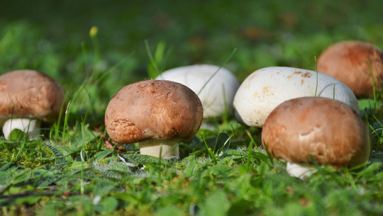 how to grow mushrooms