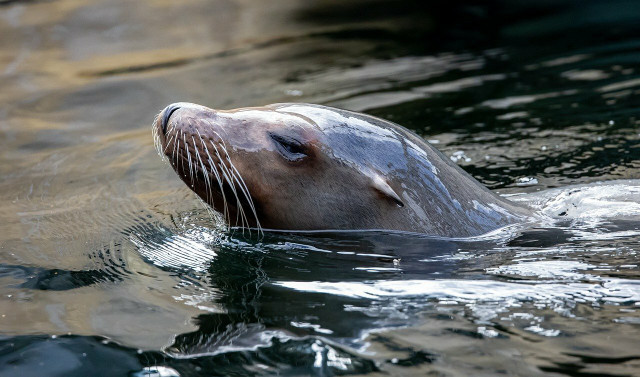 Sea lions are often caught in gillnets.