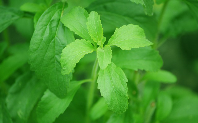 vegan honey alternatives stevia drinks sweetener