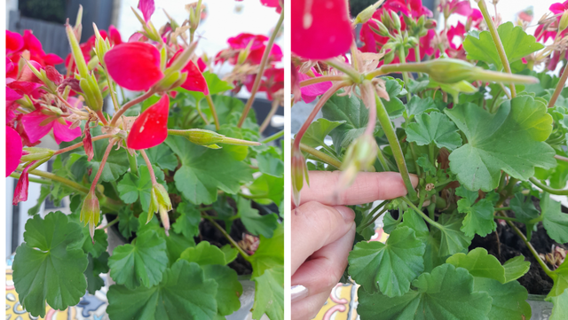 Deadhead geraniums by removing the deadhead and its stem.