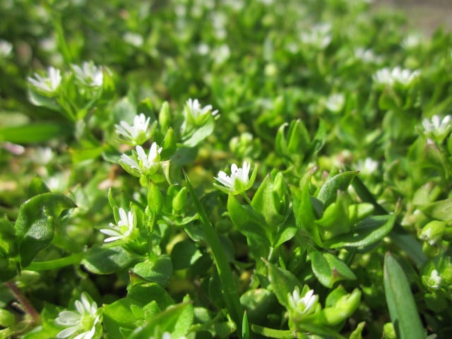 Chickweed can be foraged in urban areas of the United States.