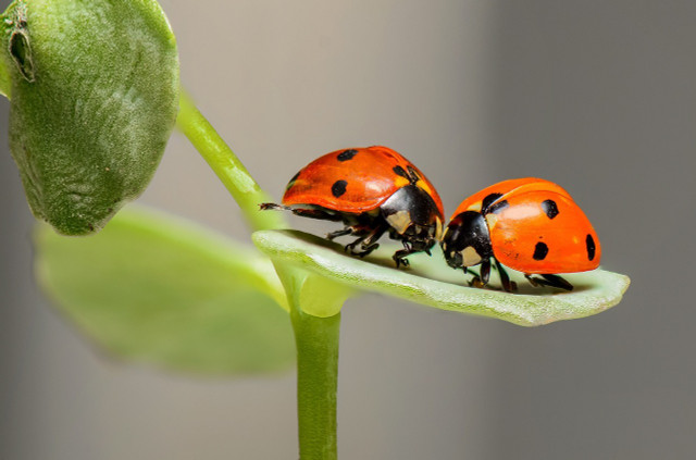 Ladybugs are important to local ecosystems, so try not to kill them.